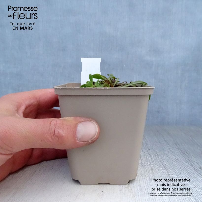 Exemplaar van Globularia trichosantha - Kogelbloem Kweekpotje van 8/9 cm zoals geleverd in de lente