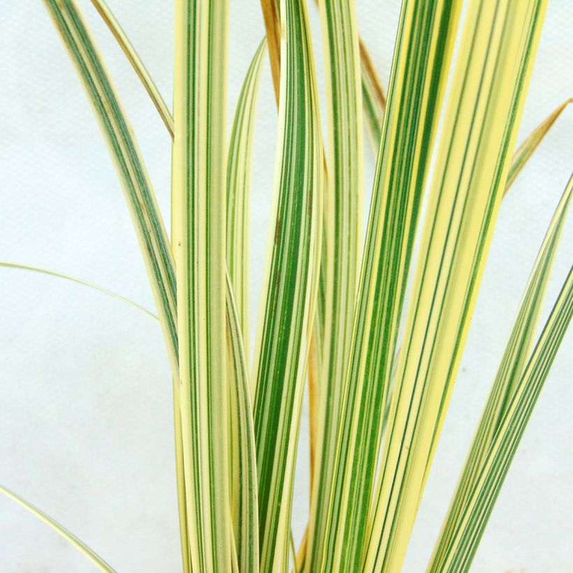 Glyceria maxima Variegata - Liesgras (Foliage)