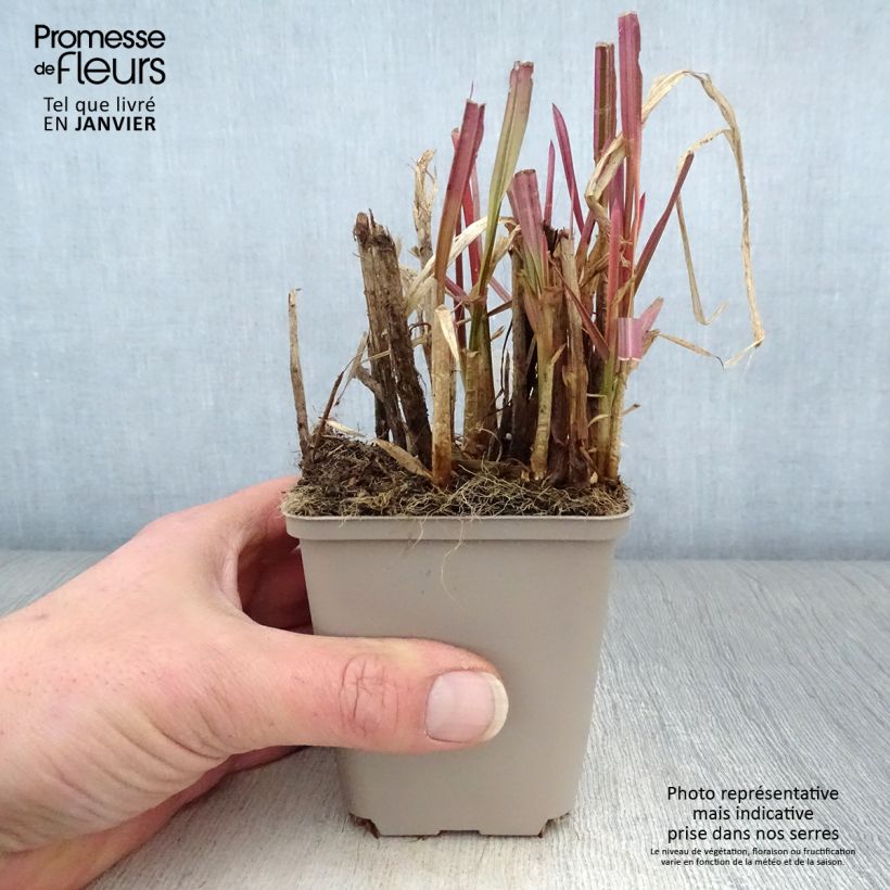 Example of Glyceria maxima Variegata - Glycerie panachée Kweekpotje van 8/9 cm as you get in hiver