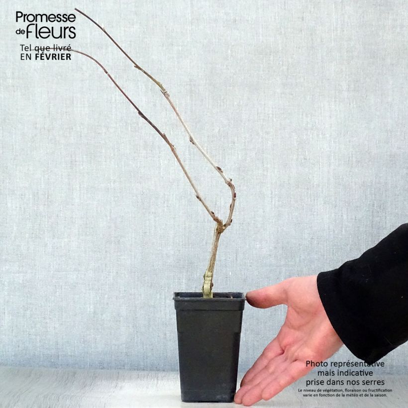 Example of Glycine Grande Diva Barbara - Wisteria (x) venusta Pot van 1 l/1,5 l as you get in hiver