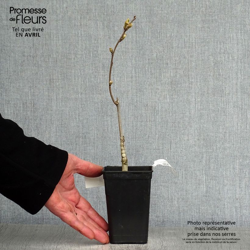 Exemplaar van Wisteria Grande Diva Barbara - Blauwe regen Pot van 1 l/1,5 l zoals geleverd in de lente