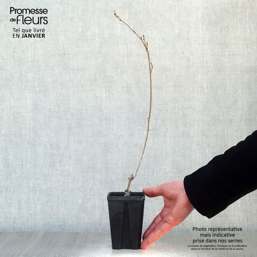 Example of Wisteria Grande Diva Cecilia - Blauwe regen Kweekpotje van 8/9 cm as you get in hiver