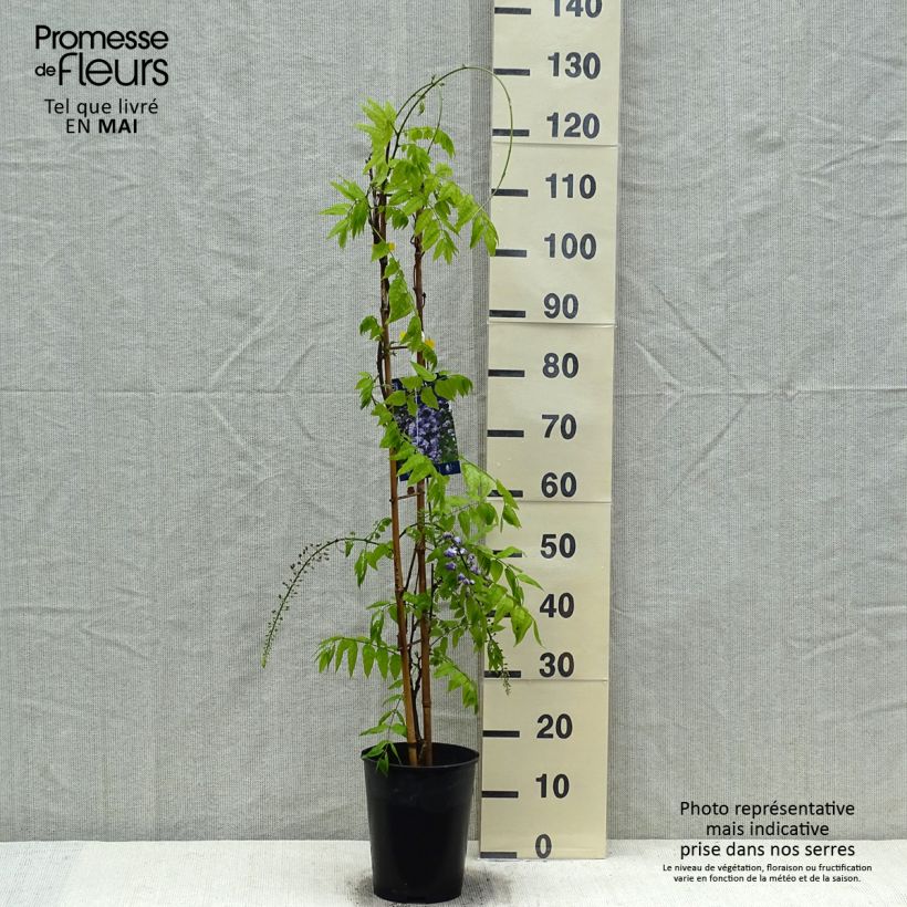 Exemplaar van Wisteria Grande Diva Cecilia - Blauwe regen Pot van 4 l/5 l zoals geleverd in de lente