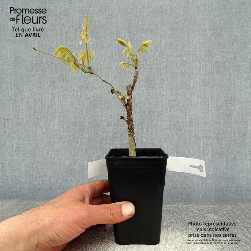 Exemplaar van Wisteria Grande Diva Nathalie - Blauwe regen Pot van 1 l/1,5 l zoals geleverd in de lente