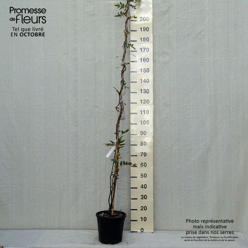 Exemplaar van Wisteria brachybotrys Yokohama Fuji - Japanse blauweregen Pot van 7,5 l/10 l zoals geleverd in de herfst