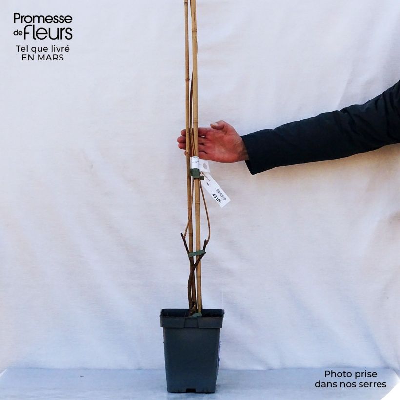 Exemplaar van Wisteria frutescens Longwood Purple - Blauwe regen Pot van 3 l/4 l zoals geleverd in de lente