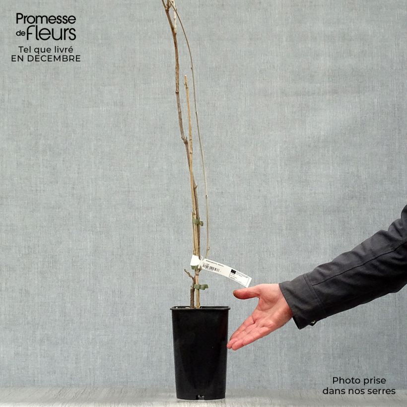 Example of Glycine d'été - Millettia japonica Satsuma Pot van 2 l/3 l as you get in hiver