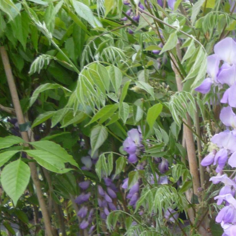 Wisteria sinensis Caroline - Blauweregen (Foliage)