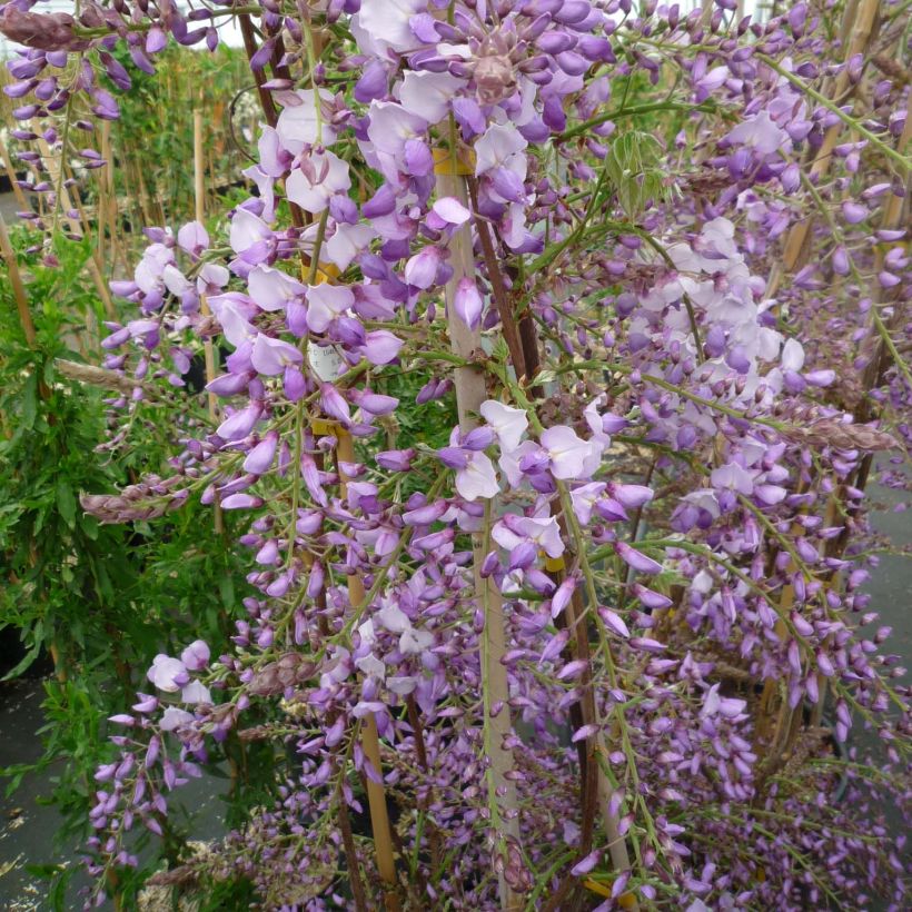 Wisteria sinensis Caroline - Blauweregen (Flowering)