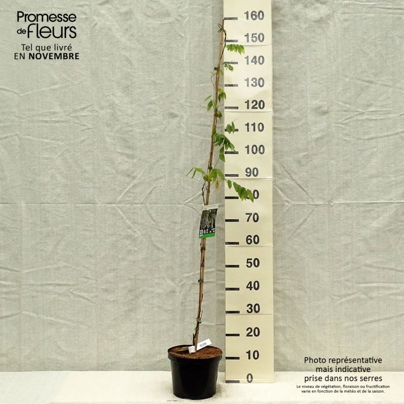 Exemplaar van Wisteria sinensis Alba - Blauweregen wit Pot van 3 l/4 l zoals geleverd in de herfst