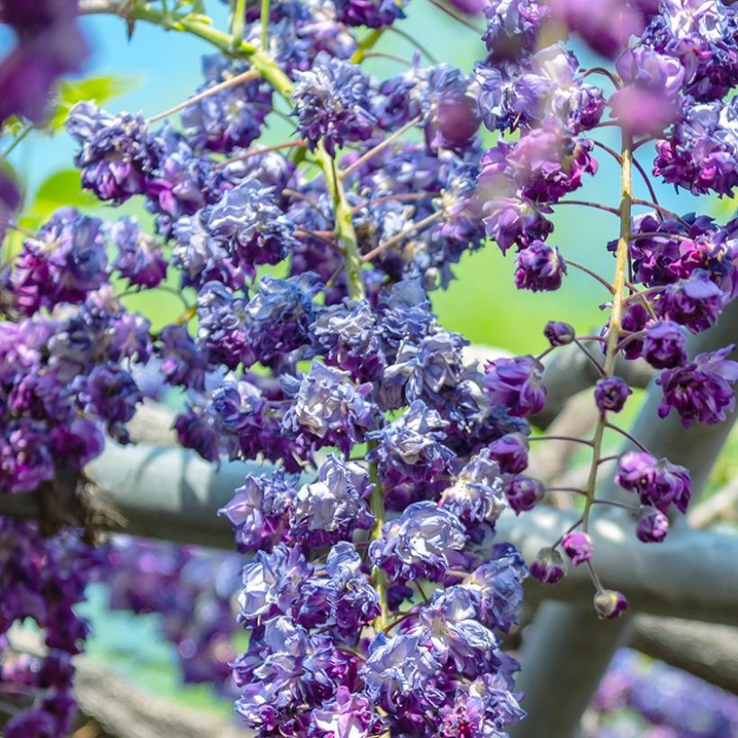 Wisteria sinensis Flore Pleno - Blauweregen (Flowering)