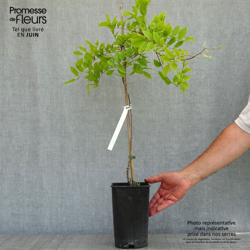 Exemplaar van Wisteria sinensis - Blauweregen Pot van 2 l/3 l zoals geleverd in de lente