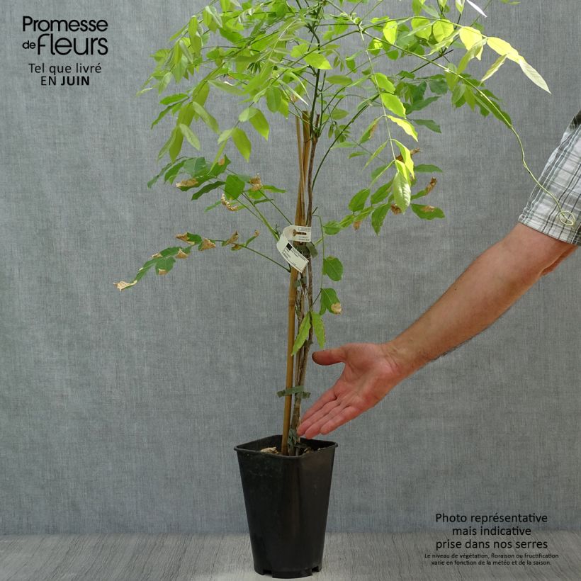 Exemplaar van Millettia japonica Satsuma - Zomerglycine Pot van 2 l/3 l zoals geleverd in de zomer