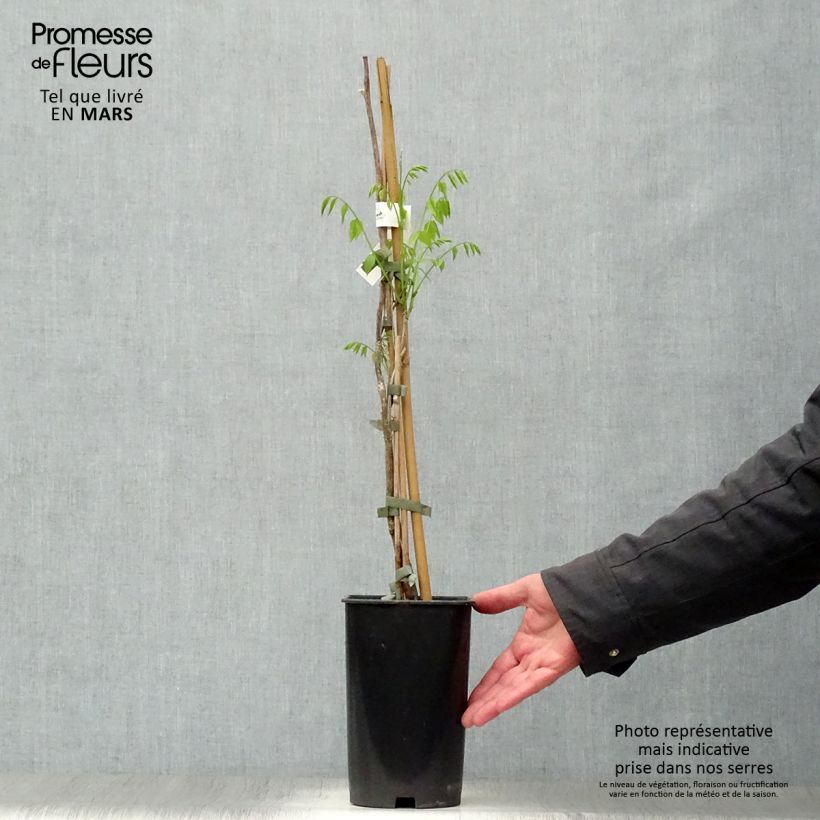 Exemplaar van Millettia japonica Satsuma - Zomerglycine Pot van 2 l/3 l zoals geleverd in de lente