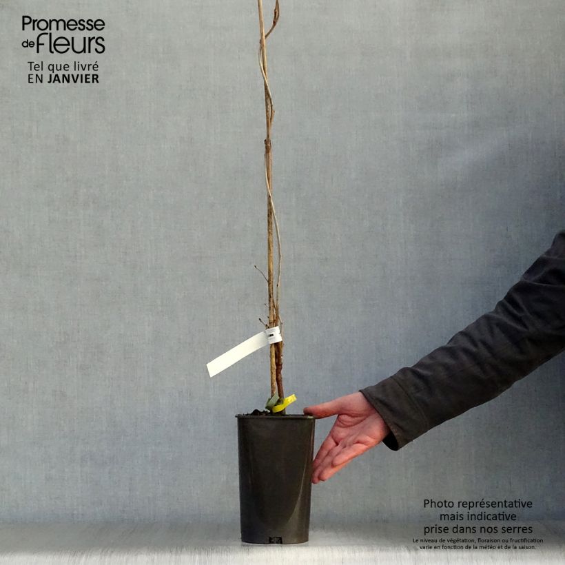 Example of Wisteria floribunda Alba - Blauweregen Pot van 1,5 l/2 l as you get in hiver