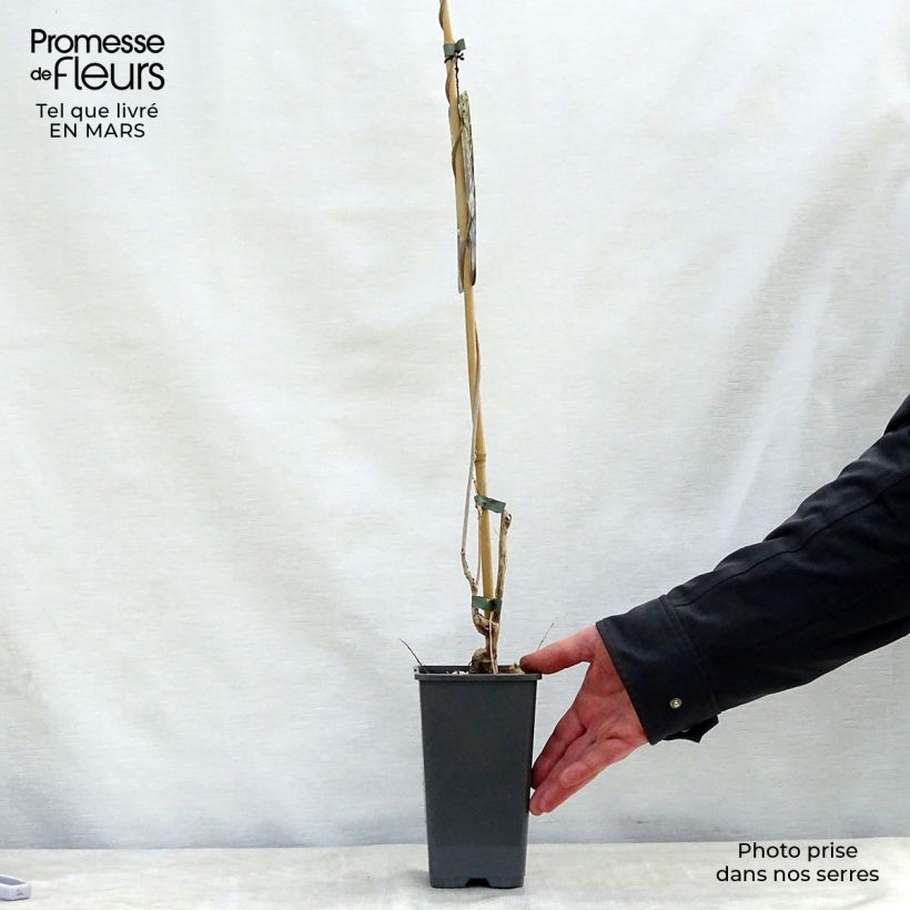 Exemplaar van Wisteria floribunda Alba - Blauweregen Pot van 1,5 l/2 l zoals geleverd in de lente