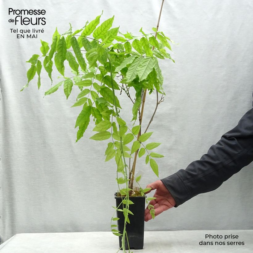 Exemplaar van Wisteria floribunda Domino - Blauweregen Pot van 1,5 l/2 l zoals geleverd in de lente