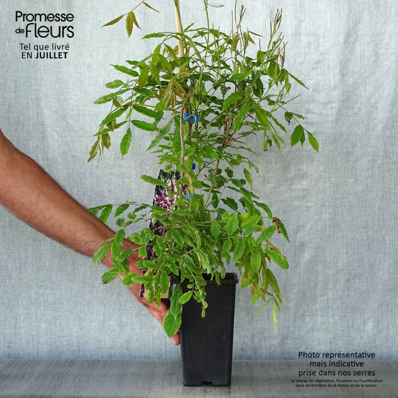 Exemplaar van Wisteria floribunda Domino - Blauweregen Pot van 1,5 l/2 l zoals geleverd in de zomer