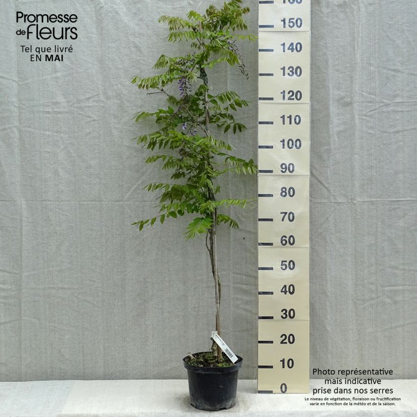 Exemplaar van Wisteria floribunda Domino - Blauweregen Pot van 3 l/4 l zoals geleverd in de lente
