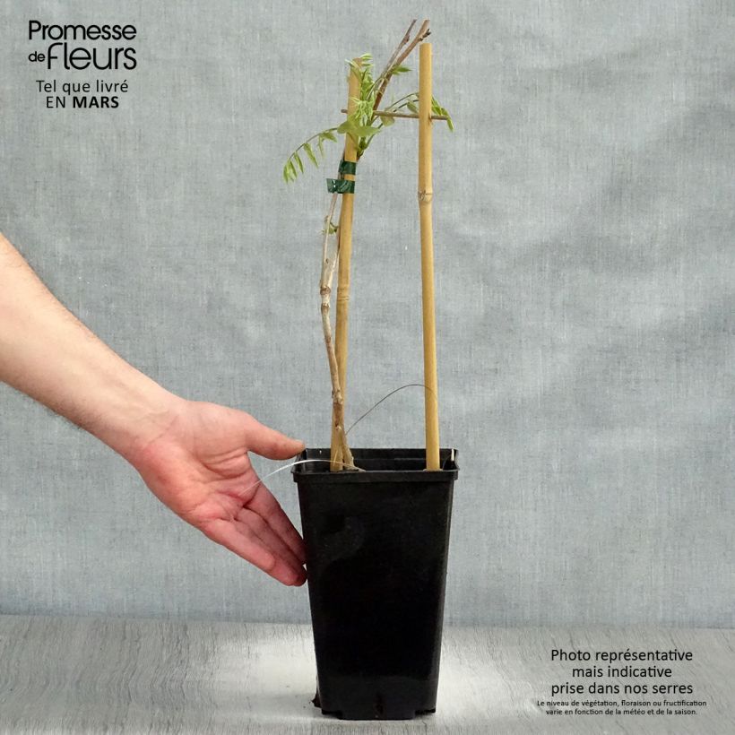 Exemplaar van Wisteria floribunda Honbeni - Blauweregen Pot van 2 l/3 l zoals geleverd in de lente