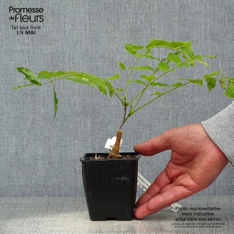 Exemplaar van Wisteria floribunda Macrobotrys - Blauweregen Kweekpotje van 8/9 cm zoals geleverd in de lente