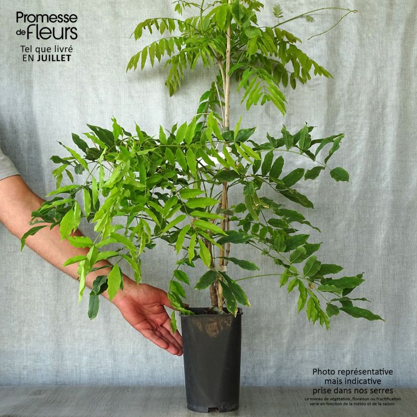 Exemplaar van Wisteria floribunda Macrobotrys - Blauweregen Pot van 2 l/3 l zoals geleverd in de zomer