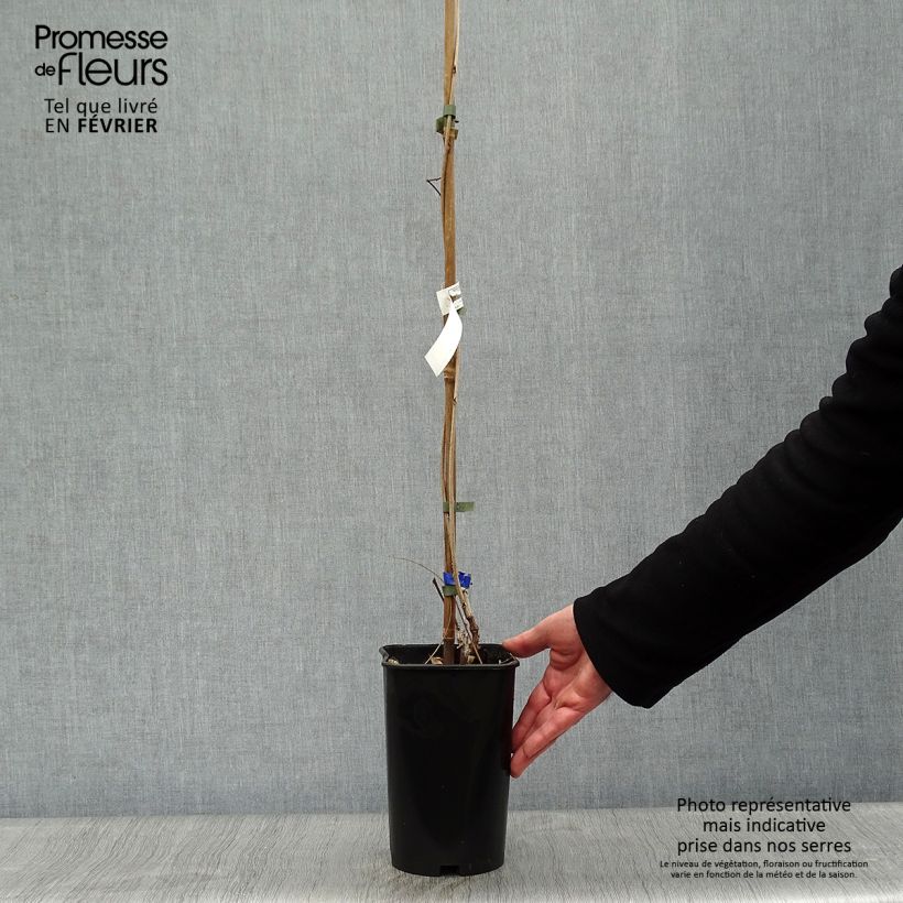 Example of Wisteria floribunda Violacea Plena - Blauweregen Pot van 2 l/3 l as you get in hiver