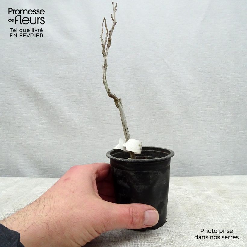 Example of Glycine du Japon - Wisteria floribunda  Kweekpotje van 8/9 cm as you get in hiver