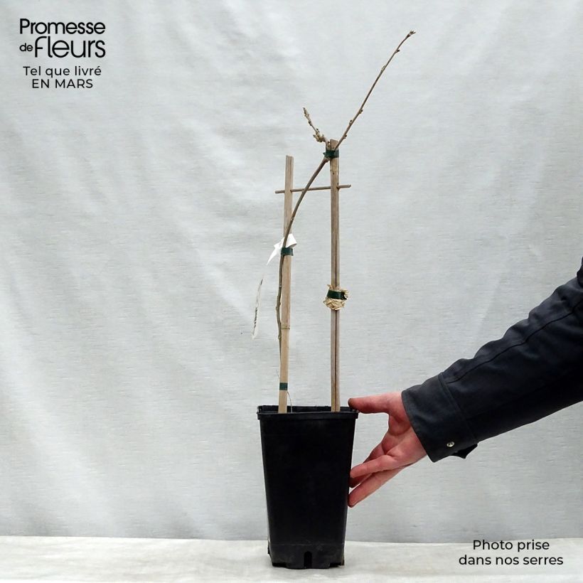 Example of Glycine du Japon - Wisteria floribunda  Pot van 3 l/4 l as you get in hiver