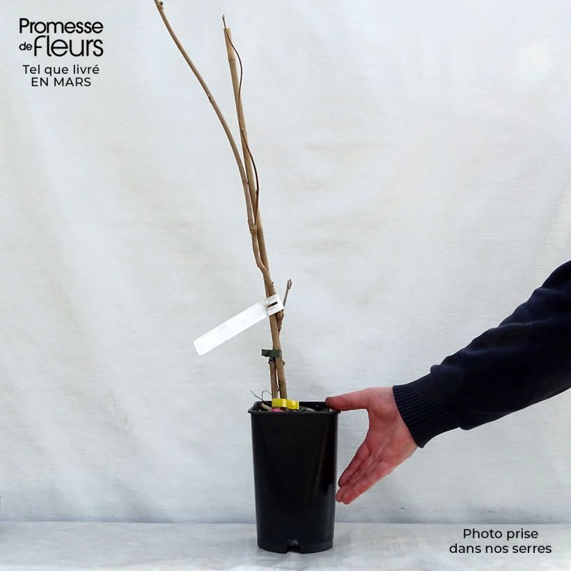 Exemplaar van Wisteria venusta - Blauwe regen Pot van 2 l/3 l zoals geleverd in de lente