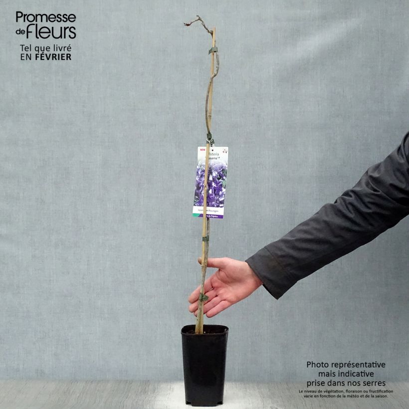 Example of Wisteria venusta Okayama - Blauwe regen Pot van 2 l/3 l as you get in hiver