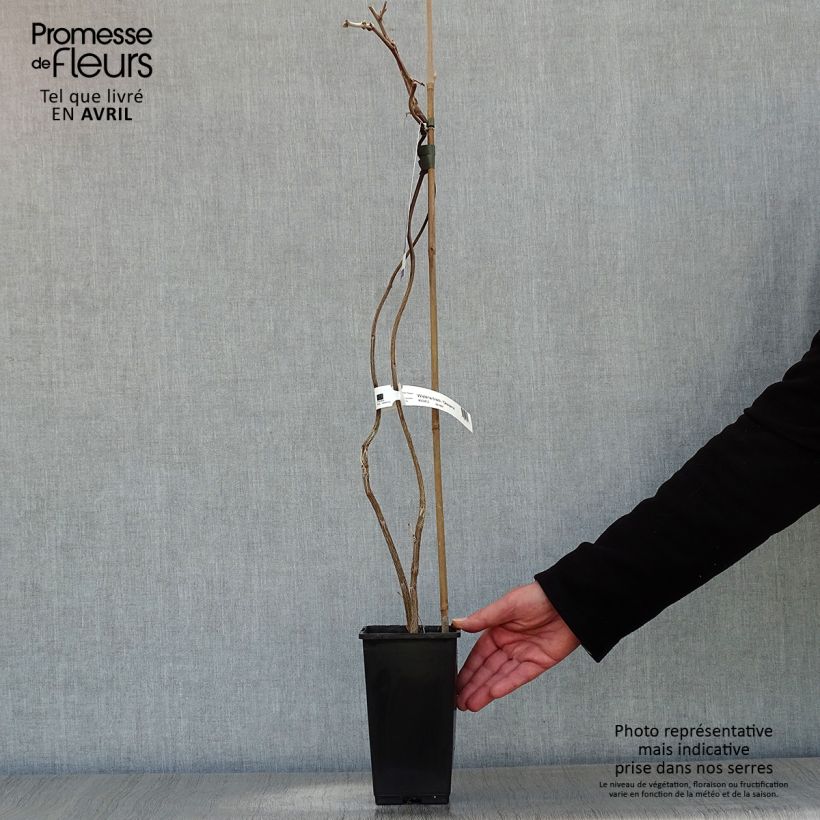 Exemplaar van Wisteria venusta Okayama - Blauwe regen Pot van 2 l/3 l zoals geleverd in de lente