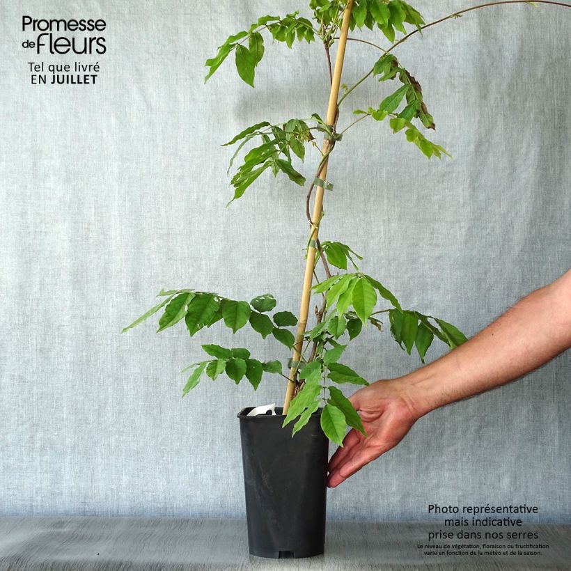Exemplaar van Wisteria venusta - Blauwe regen Pot van 2 l/3 l zoals geleverd in de zomer