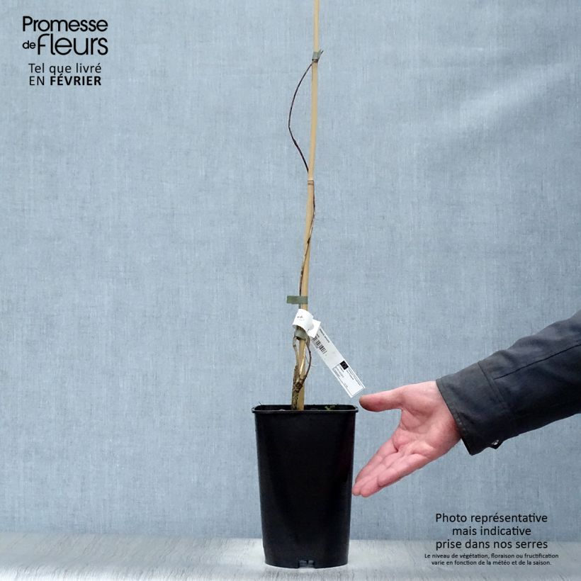 Example of Glycine du Japon - Wisteria venusta Pot van 2 l/3 l as you get in hiver