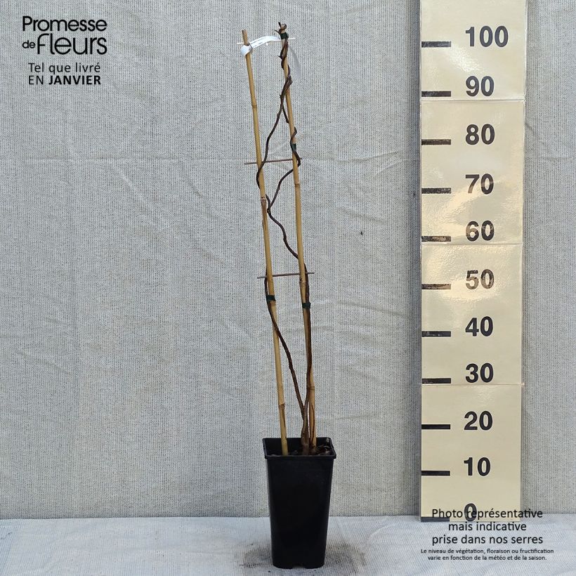 Example of Glycine frutescens - Wisteria frutescens Pot van 3 l/4 l as you get in hiver