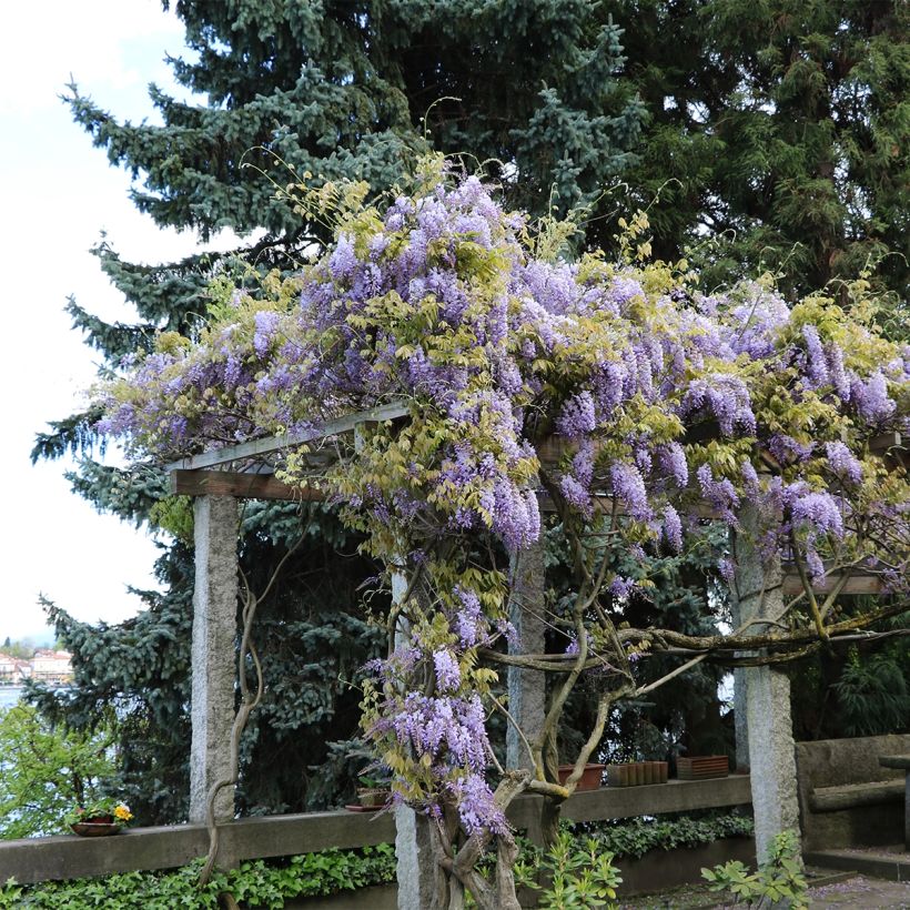 Wisteria frutescens - Amerikaanse blauwe regen (Plant habit)