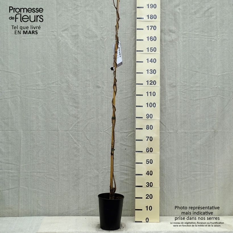 Exemplaar van Wisteria floribunda Lawrence - Blauweregen Pot van 6 l/7 l zoals geleverd in de lente