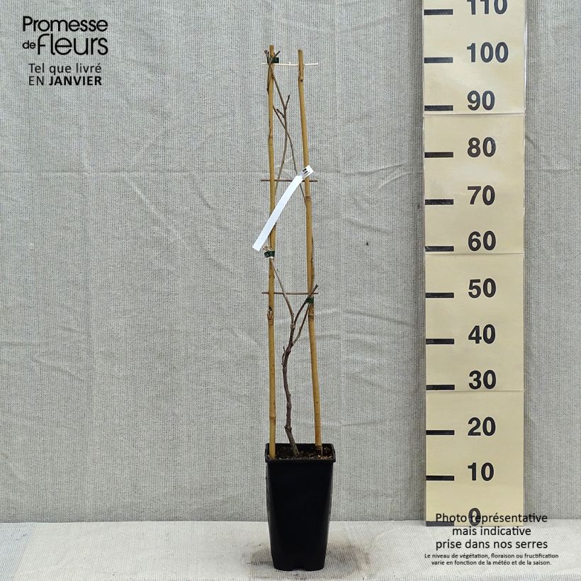 Example of Glycine japonaise - Wisteria floribunda Ed's Blue Dragon Pot van 2 l/3 l as you get in hiver