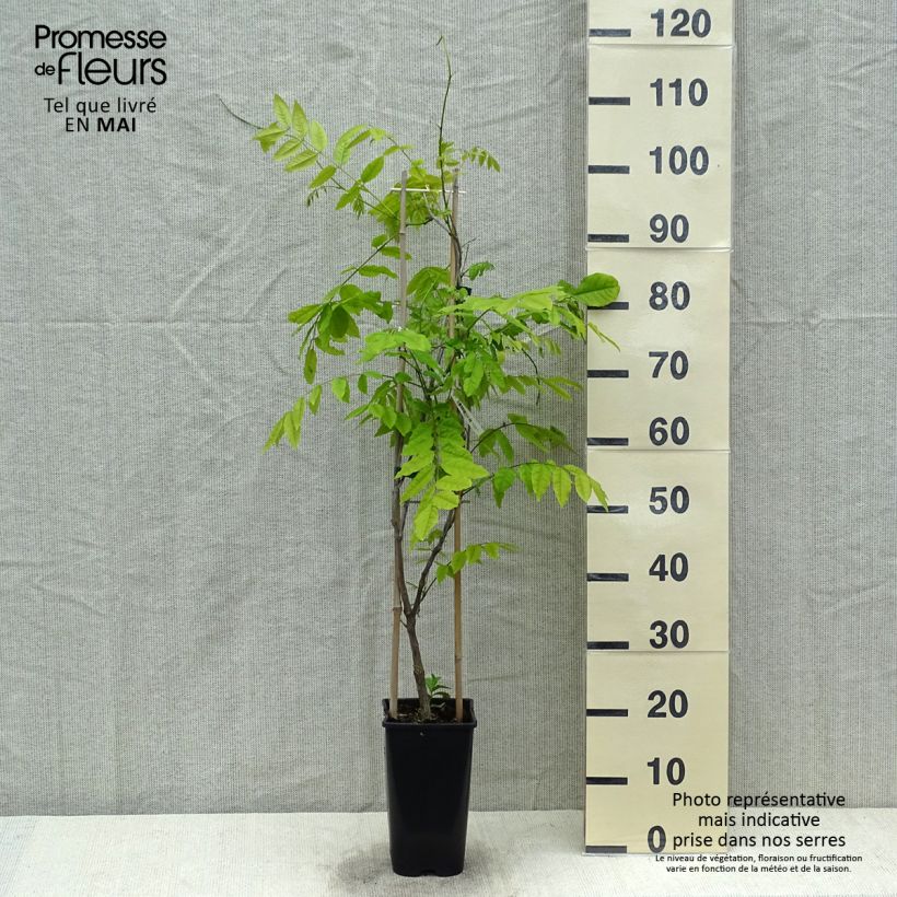 Exemplaar van Wisteria floribunda Eds Blue Dragon - Blauweregen Pot van 2 l/3 l zoals geleverd in de lente