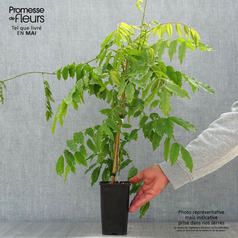 Example of Glycine japonaise - Wisteria floribunda Lipstick Pot van 1,5 l/2 l as you get in printemps