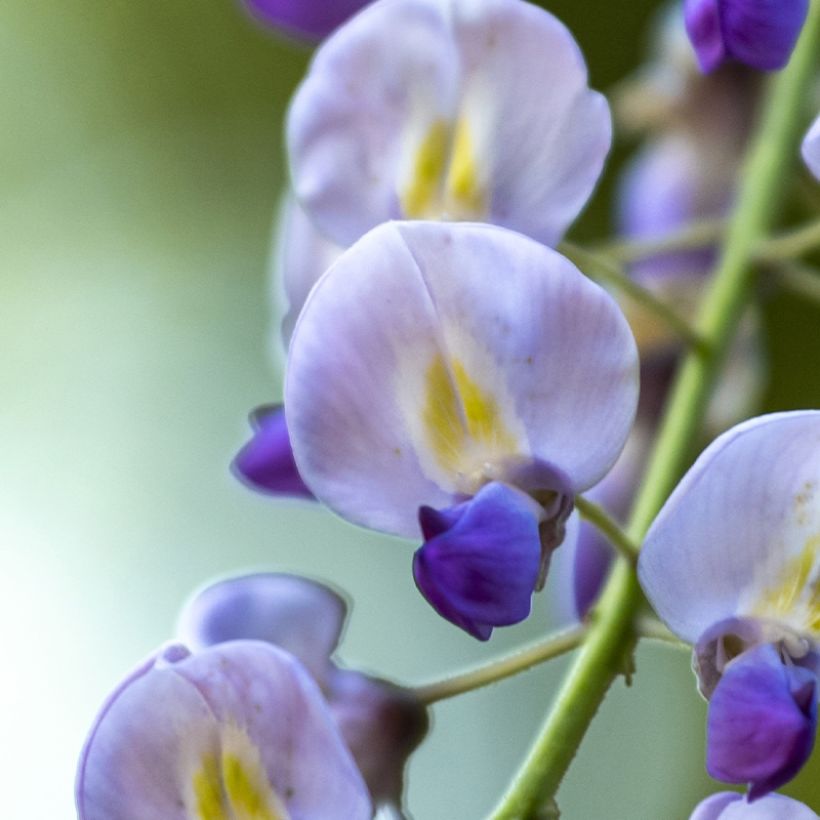 Wisteria floribunda Premature - Blauweregen (Bloei)