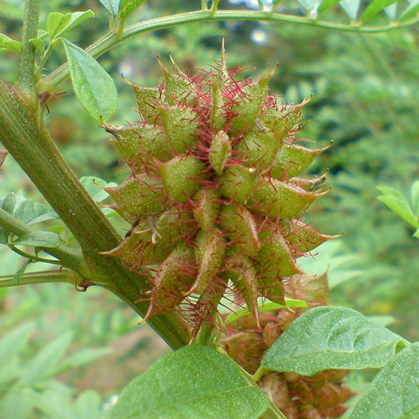 Glycyrrhiza glabra - Zoethout (Harvest)