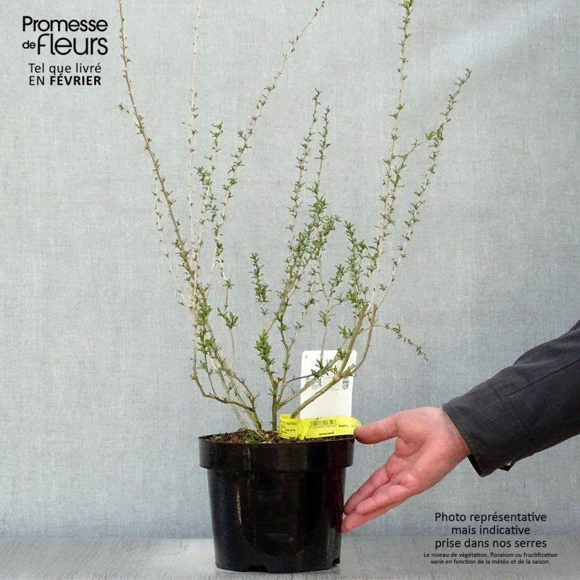 Exemplaar van Gojibes Big Lifeberry Pot van 1,5 l/2 l, Pol zoals geleverd in de winter