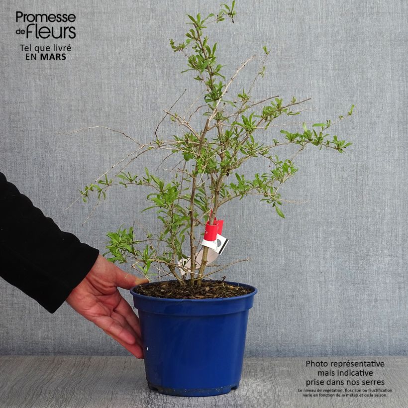 Exemplaar van Goji Gojidelys - Lycium barbarum Pot van 2 l/3 l, Pol zoals geleverd in de winter