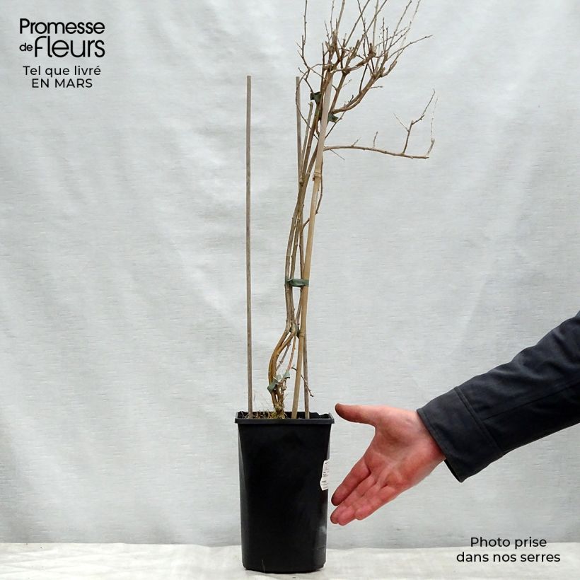 Exemplaar van Gojibes Instant Success Pot van 1,5 l/2 l zoals geleverd in de lente