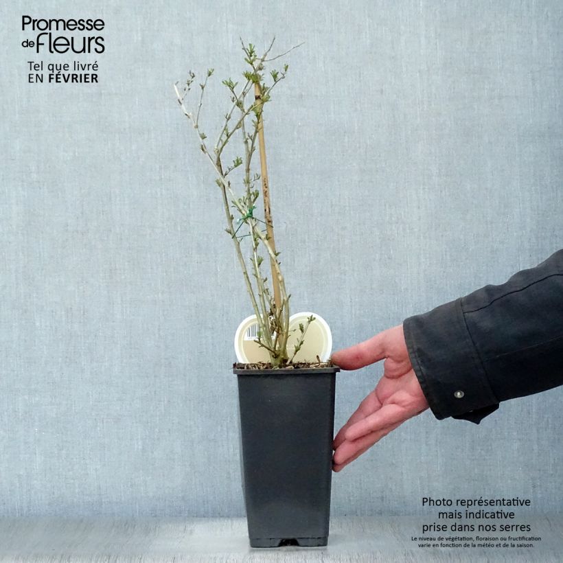 Exemplaar van Gojibes Instant Success Pot van 1,5 l/2 l zoals geleverd in de winter