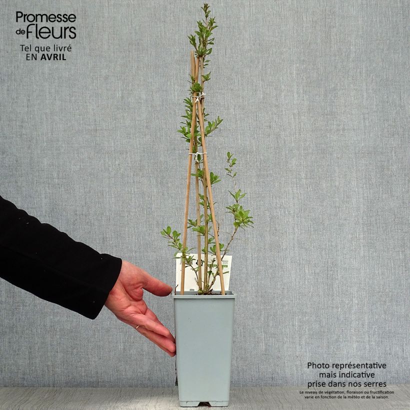 Exemplaar van Gojibes - Lycium barbarum Pot van 1,5 l/2 l, Struik zoals geleverd in de lente