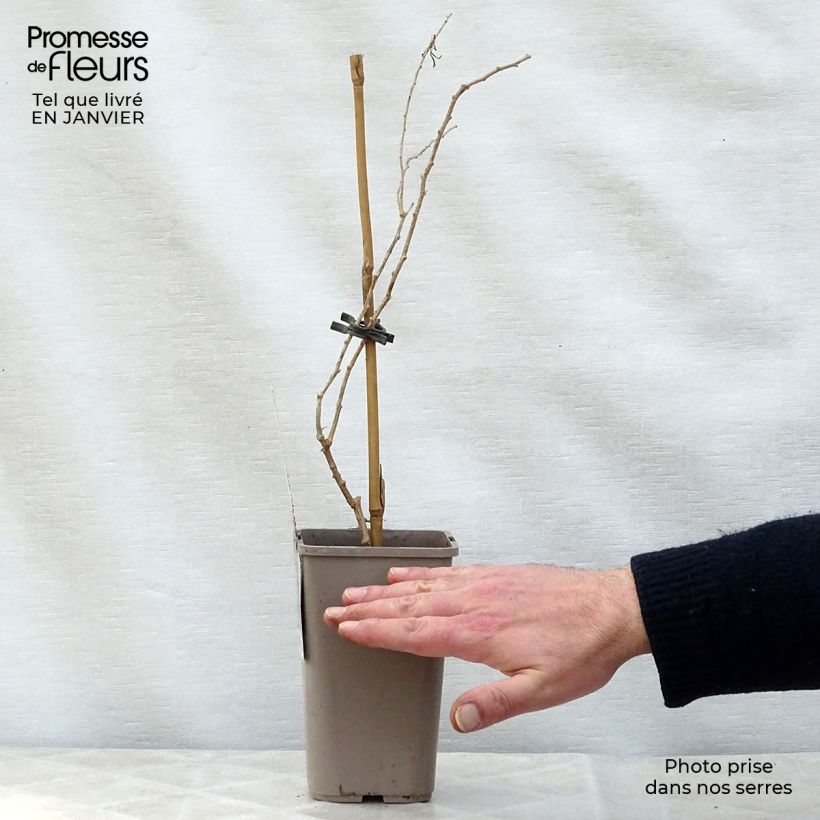 Exemplaar van Gojibes Princess Tao Pot van 1 l/1,5 l, Pol zoals geleverd in de winter