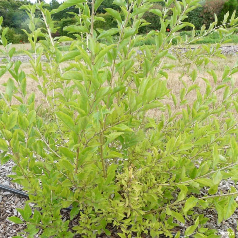 Gojibes Q1 - Lycium barbarum (Groeiplaats)