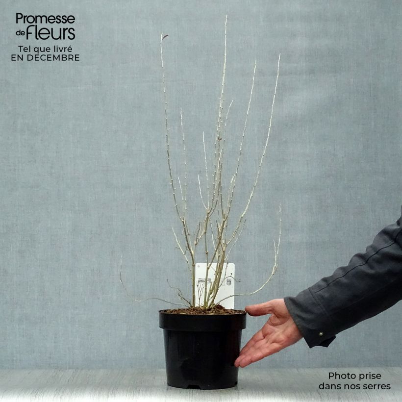 Exemplaar van Gojibes Sweet Lifeberry Pot van 1,5 l/2 l, Pol zoals geleverd in de winter